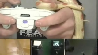 Playing F.E.A.R. 2 While Snakes, Rats and Bugs Crawl on You